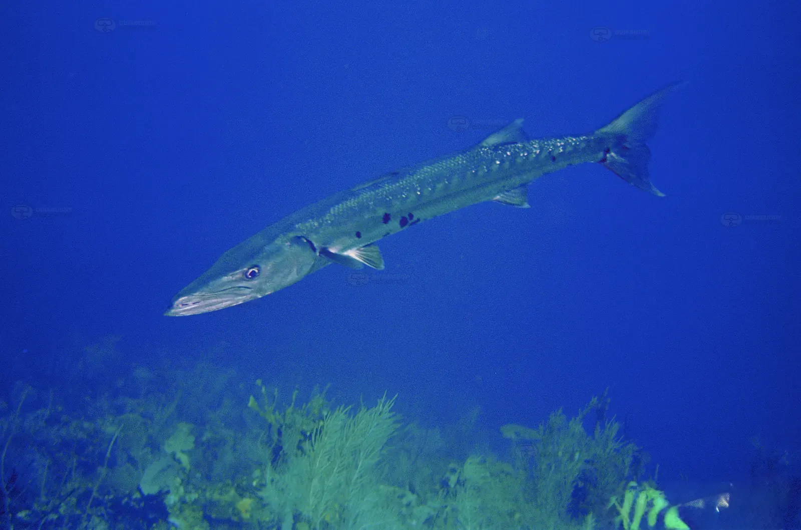 Jack Neil Point –  Utila